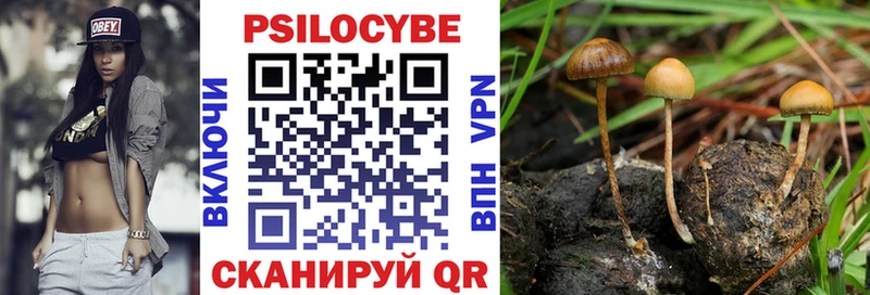 Купить  Зверево  Псилоцибиновые грибы Cubensis 